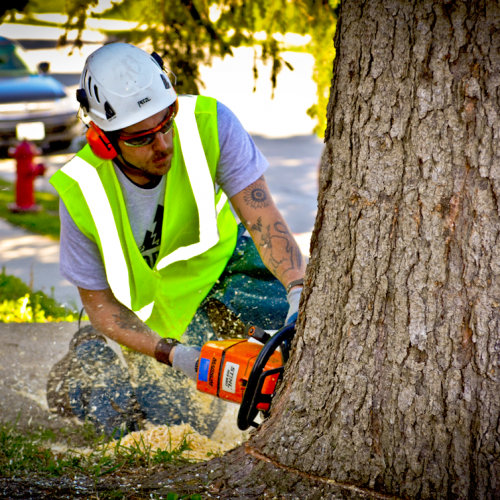 Tree Maintenance and Removal