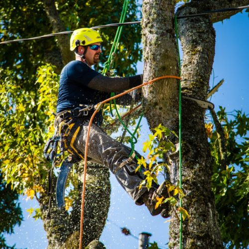 Tree Maintenance and Removal
